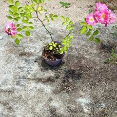 つる薔薇（中輪）の画像