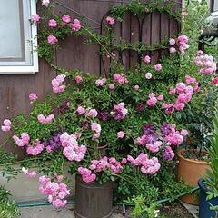 つる薔薇（中輪）の画像