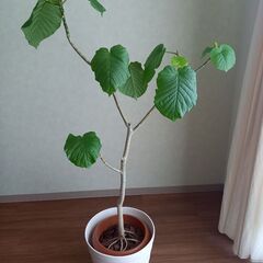 フィカス・ウンベラータ   観葉植物   屋内植物