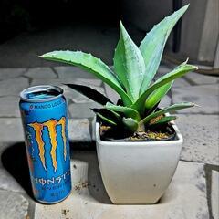 🌵アガベ・アメリカーナ🌵アオノリュウゼツラン🌵
