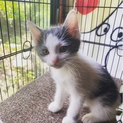 トライアル決定！4月中旬生まれ子猫里親募集✨️