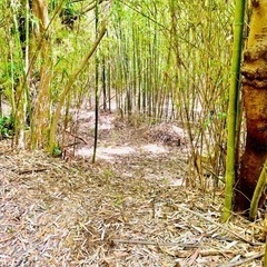 毎年やる4月〜5月タケノコ獲り仲間募集です🤝