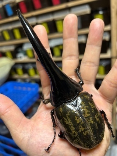 ヘラクレス.ヘラクレス　♂156㍉　C68メテオ系　通常タイプ　ペア