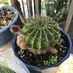 お得🉐 サボテン ピンクの花が咲きますの画像