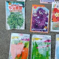 花　野菜　種　園芸　ハーブの画像