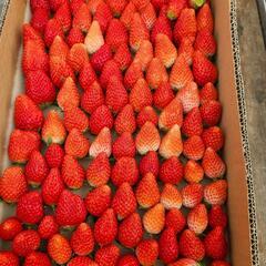 🍓苺（採れたて）