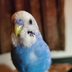 迷子のセキセイインコ　捜してます❗
