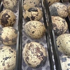 うずらの卵　本日孵化予定