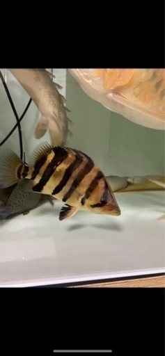 ダトニオ　古代魚