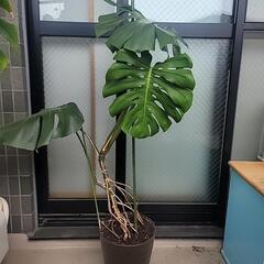 モンステラ　幹だち仕立ての画像