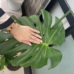 モンステラ　幹だち仕立ての画像