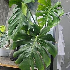 モンステラ　の画像