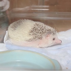 【讓渡先決定】ハリネズミ
