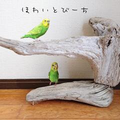 バードジムの中古が安い！激安で譲ります・無料であげます