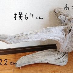 流木止まり木『whitebird』の画像