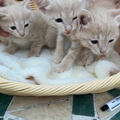 6匹の仔猫　