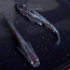 メダカ　稚魚10匹（かぐや姫、サボテン、ブラックダイヤ×サファイ...