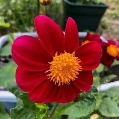 花 ダリア 一重咲き 6本セット