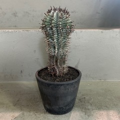 ユーフォルビア   ホリダ　輸入株