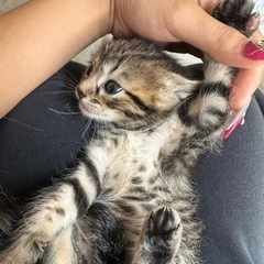 子猫用品