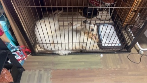 ペットケージ 超大型犬用 リッチェル 特大ケージ