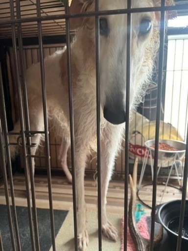 ペットケージ 超大型犬用 リッチェル 特大ケージ