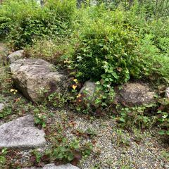 解体セール（庭石よりどりみどり）の画像