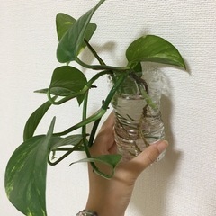 ポトス　観葉植物　