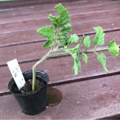 【数量限定】無農薬 イエローアイコ  ミニトマト 植物苗 大人気...