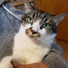 決まりました。 カズくん  キジ白  人間大好き