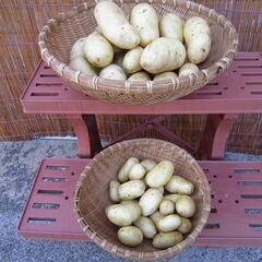 ジャガイモ【メークイン】2㎏　無農薬栽培の画像
