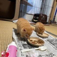 里親募集します。（２匹）