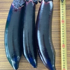 新鮮野菜　長茄子、万願寺とうがらしなど
