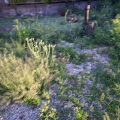 【報酬増額】除草 草刈り