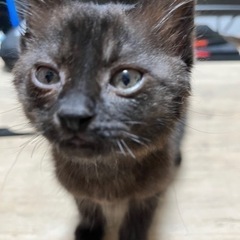 里親募集  生後約1ヶ月頃  黒猫