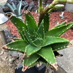 アロエ　不夜城　ノビリス　多肉植物の画像