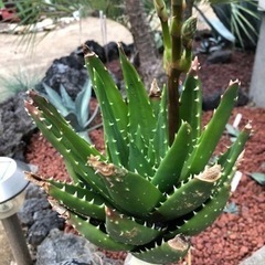 アロエ　不夜城　ノビリス　多肉植物