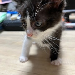 里親募集  生後約1ヶ月頃  黒白ハチワレ