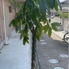 パキラ 6/10(土)の9時頃お取引出来る方！！