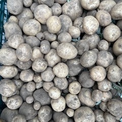 新鮮野菜