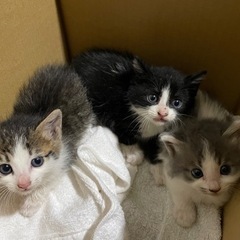 子猫　三毛　決定