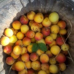 梅　南高梅含め数種類　青梅～完熟まで