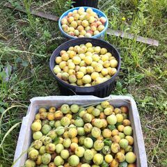 梅　南高梅含め数種類　青梅～完熟までの画像