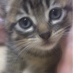 可愛い仔猫の兄妹です。飼い主不在確認済み - 里親募集