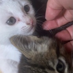 可愛い仔猫の兄妹です。飼い主不在確認済み − 千葉県