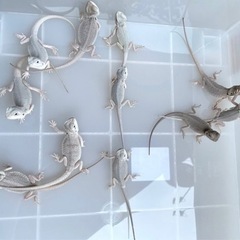 フトアゴヒゲトカゲ の情報交換しませんか？^_^ - 品川区