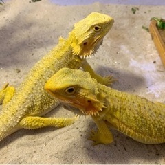 フトアゴヒゲトカゲ の情報交換しませんか？^_^ − 東京都