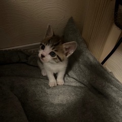 妊娠中の猫を保護したため。 - 亘理郡
