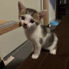 妊娠中の猫を保護したため。 - 猫