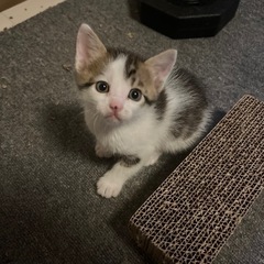 妊娠中の猫を保護したため。 − 宮城県
